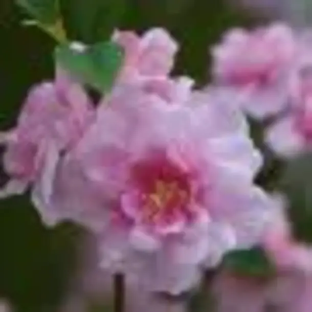 Kunst bloesemboom 150 cm roze