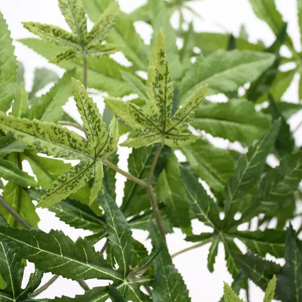 Kunst Acer Maple tak x57 FR 65 cm