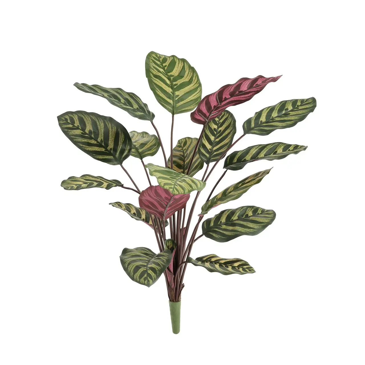 Kunst Calathea Makoyana boeket rood 60 cm FR