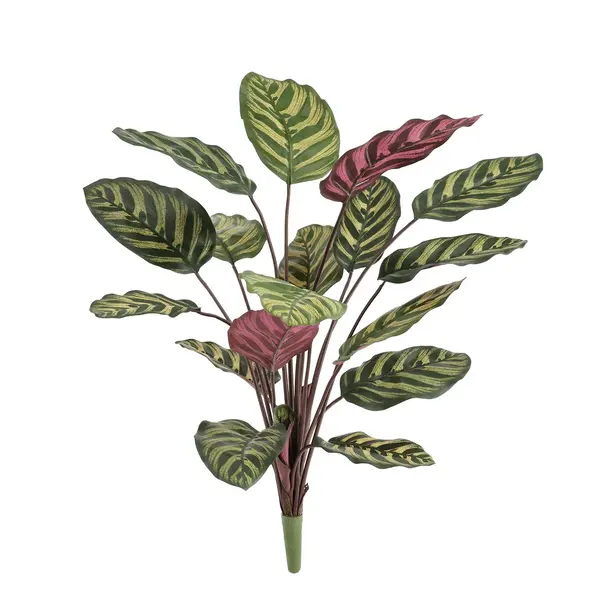 Kunst Calathea Makoyana boeket rood 60 cm FR