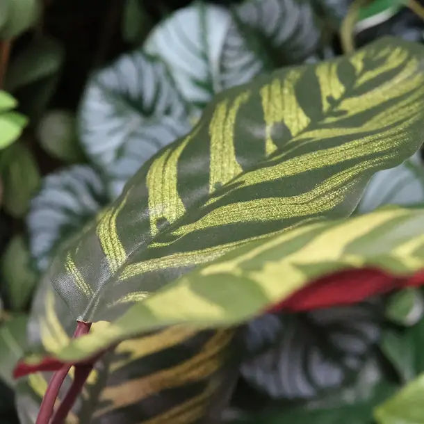 Kunst Calathea Makoyana boeket rood 60 cm FR