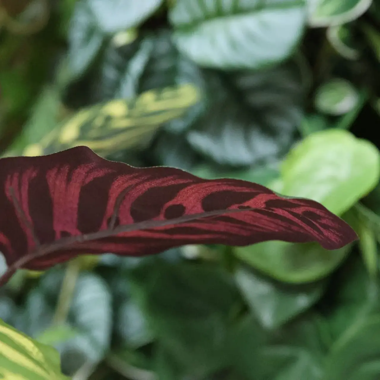 Kunst Calathea Makoyana boeket rood 60 cm FR