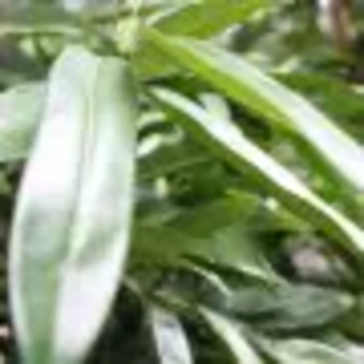 Kunstboom Longifolia ball deluxe 180 cm