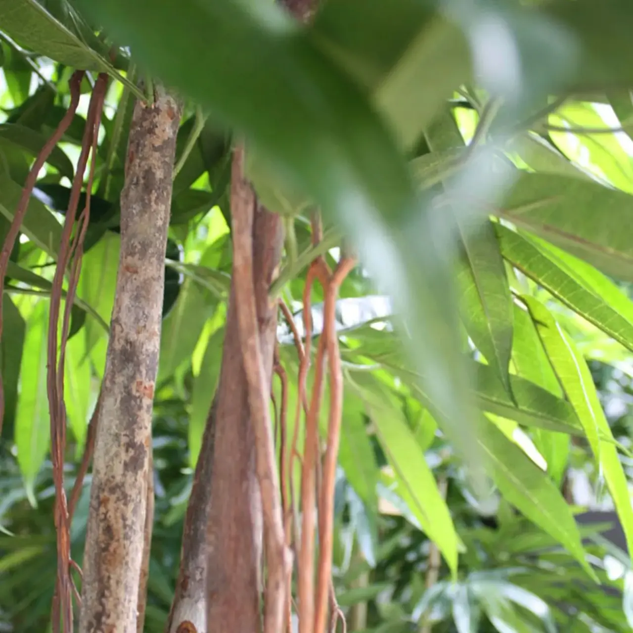 Kunstboom Longifolia ball deluxe 180 cm