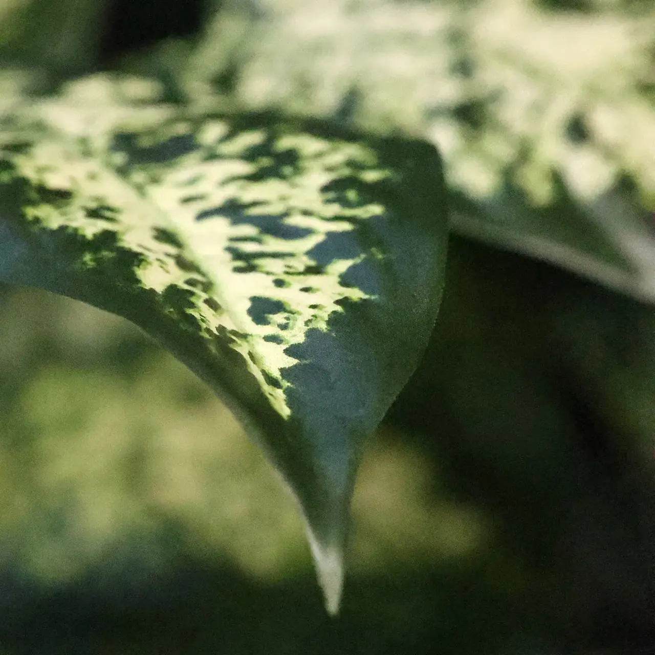 Kunst Dieffenbachia boeket deluxe 60 cm