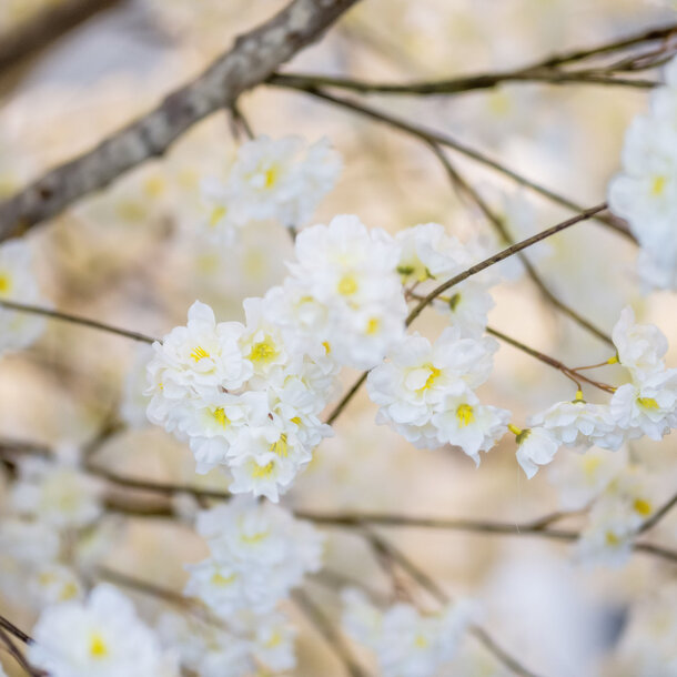 Bloesemboom op maat wit 300 cm – brandvertragend