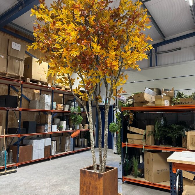 Coolplant Eikenboom op maat Indian Summer 450 cm