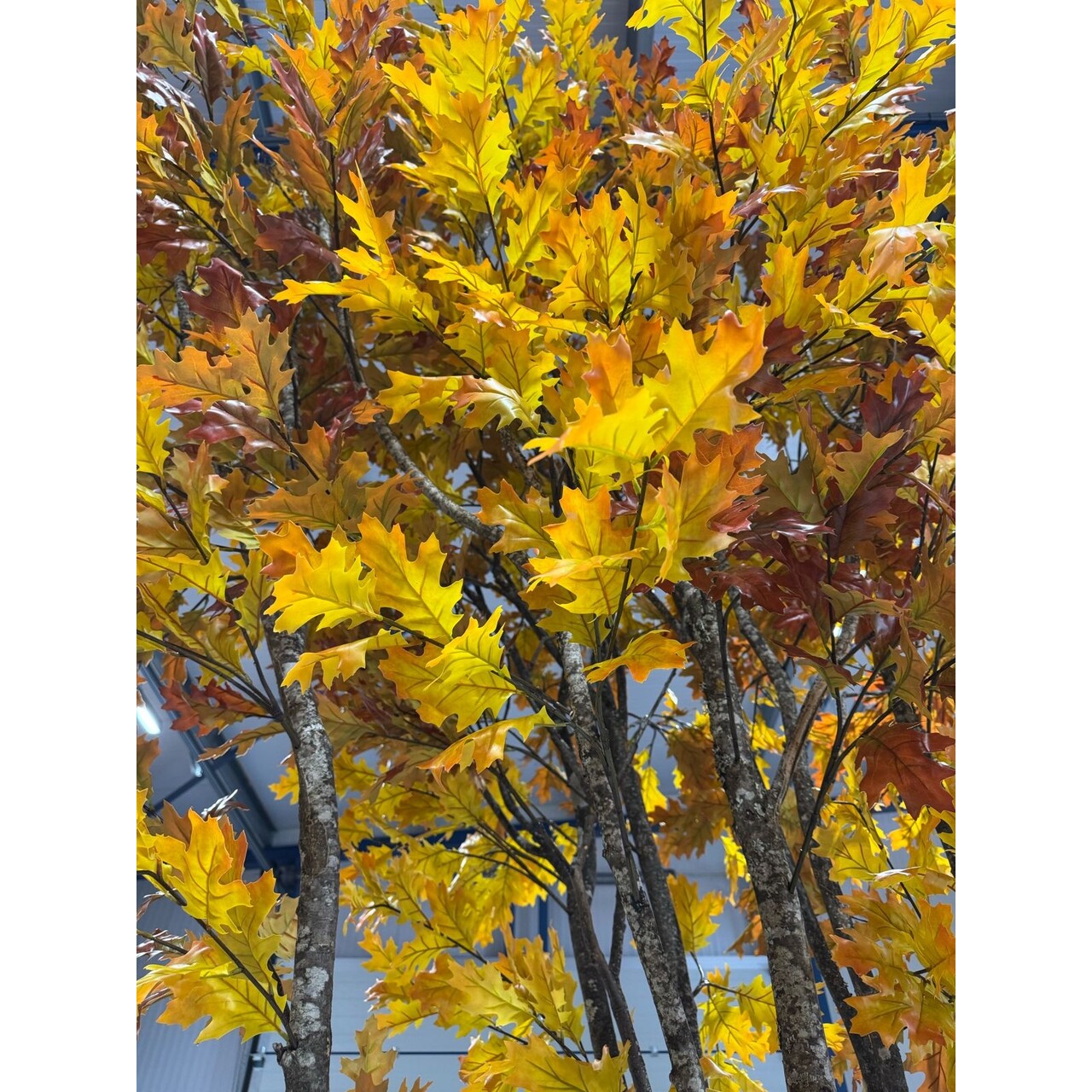 Eikenboom op maat Indian Summer 450 cm