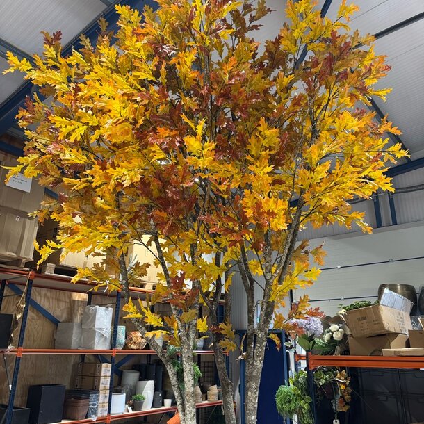 Eikenboom op maat Indian Summer 450 cm