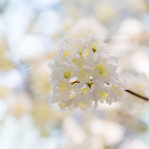 Bloesemboom op maat wit 650 cm – brandvertragend