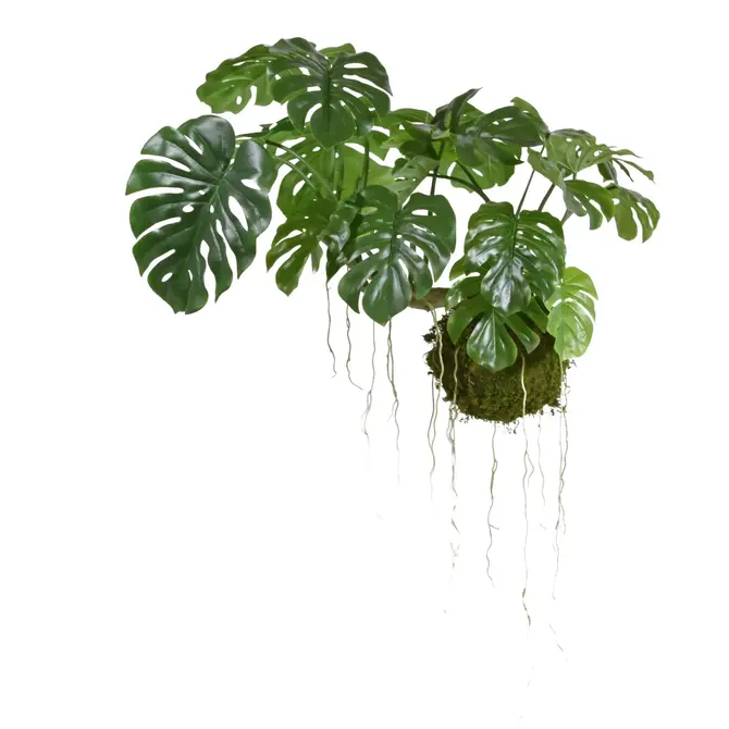 Kunst Hangplant Monstera op mosbol