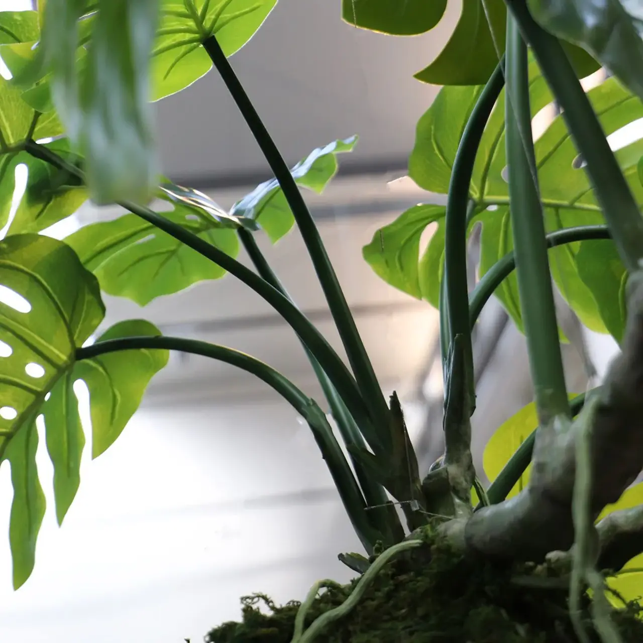 Kunst Hangplant Monstera op mosbol