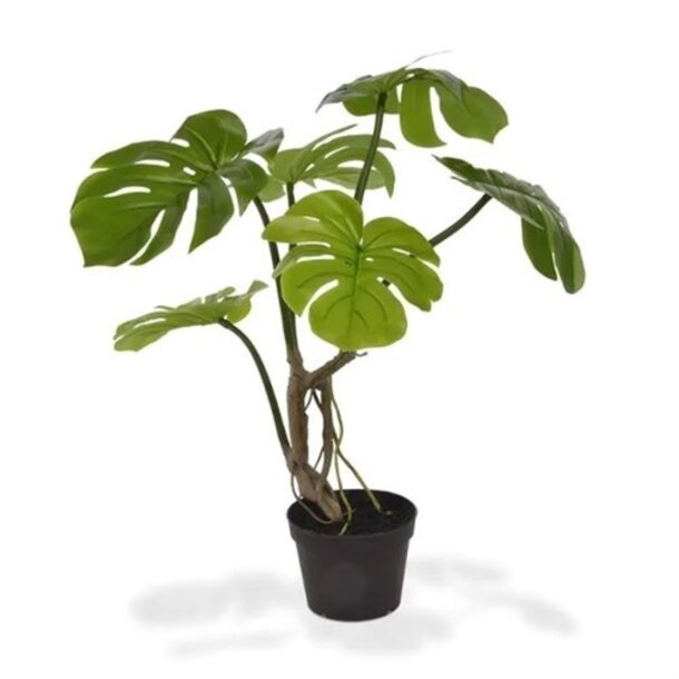 Monstera 50 cm