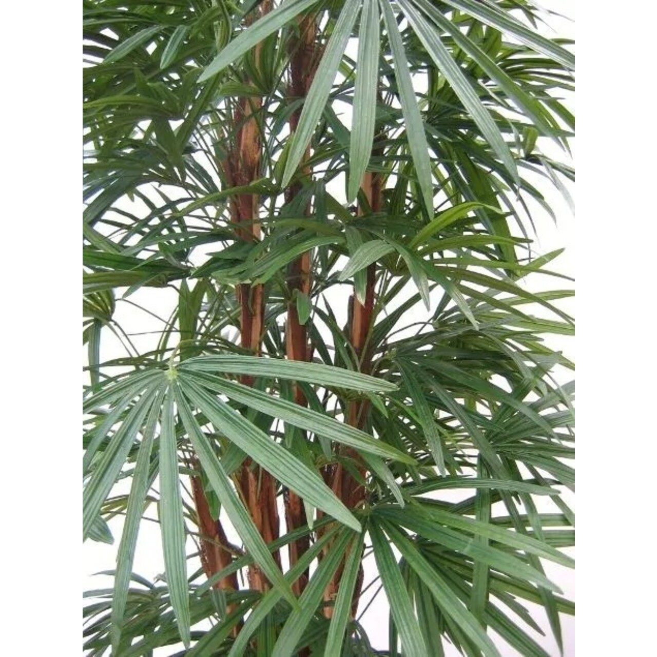 Raphis kunstpalm deluxe 160cm - FR - brandvertragend