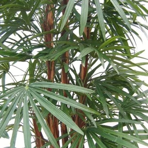 Raphis kunstpalm deluxe 160cm - FR - brandvertragend