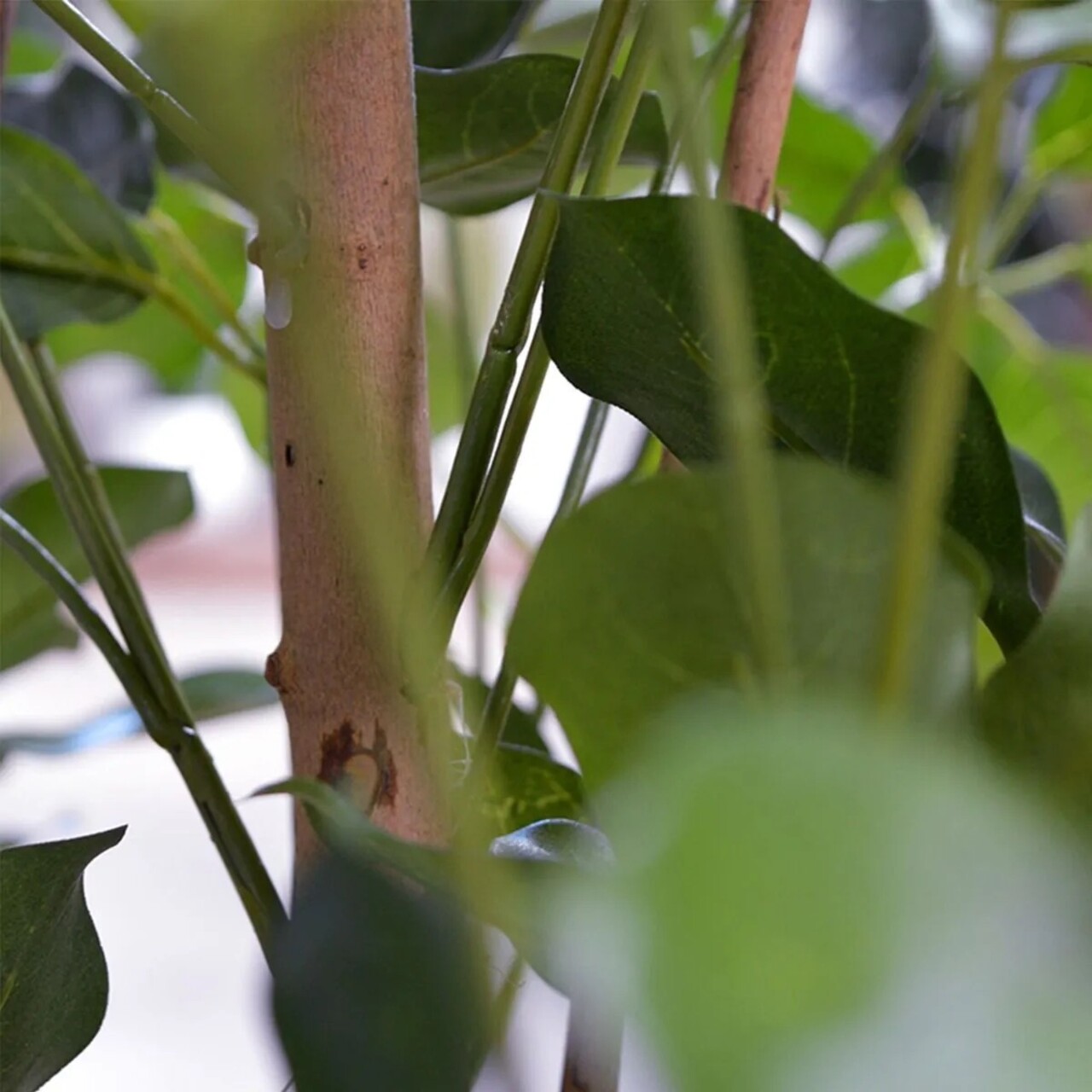 Schefflera Exotica kunstplant 120cm - FR - brandvertragend