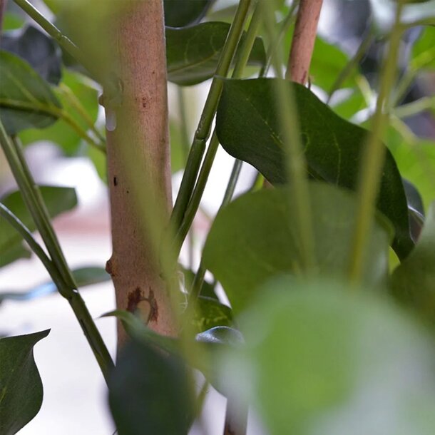 Schefflera Exotica kunstplant 120cm - FR - brandvertragend