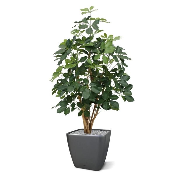 Schefflera Exotica kunstplant 120cm - FR - brandvertragend