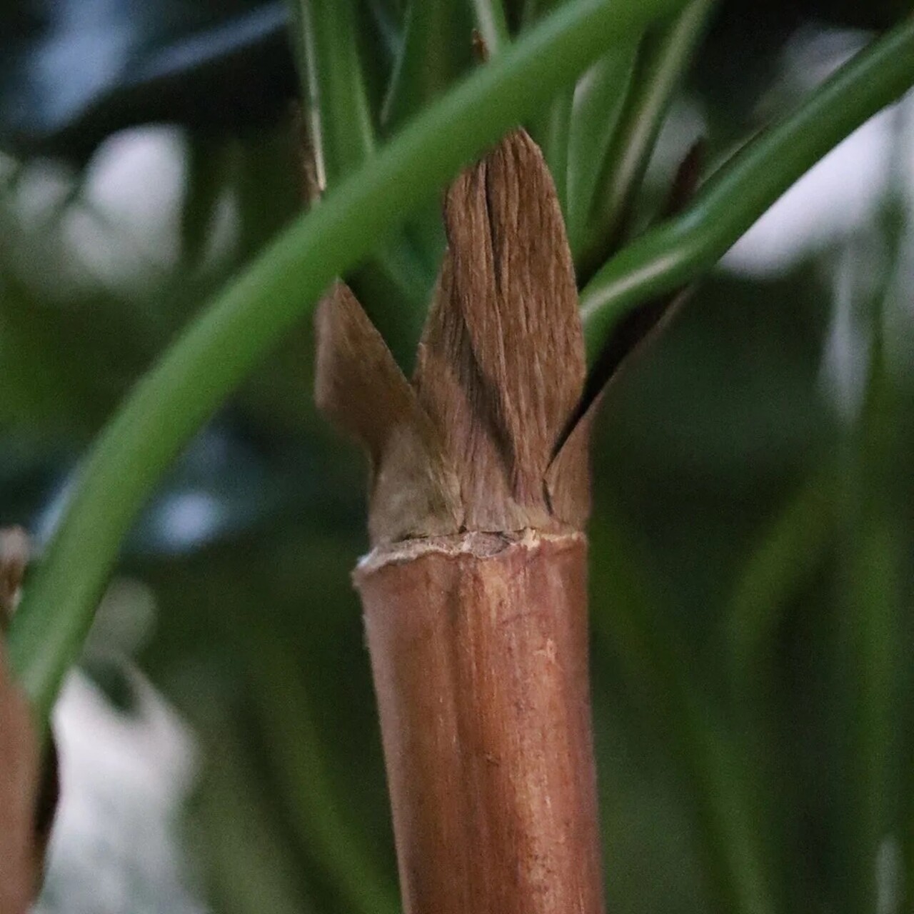 Alocasia Calidora deluxe kunstplant 170cm FR
