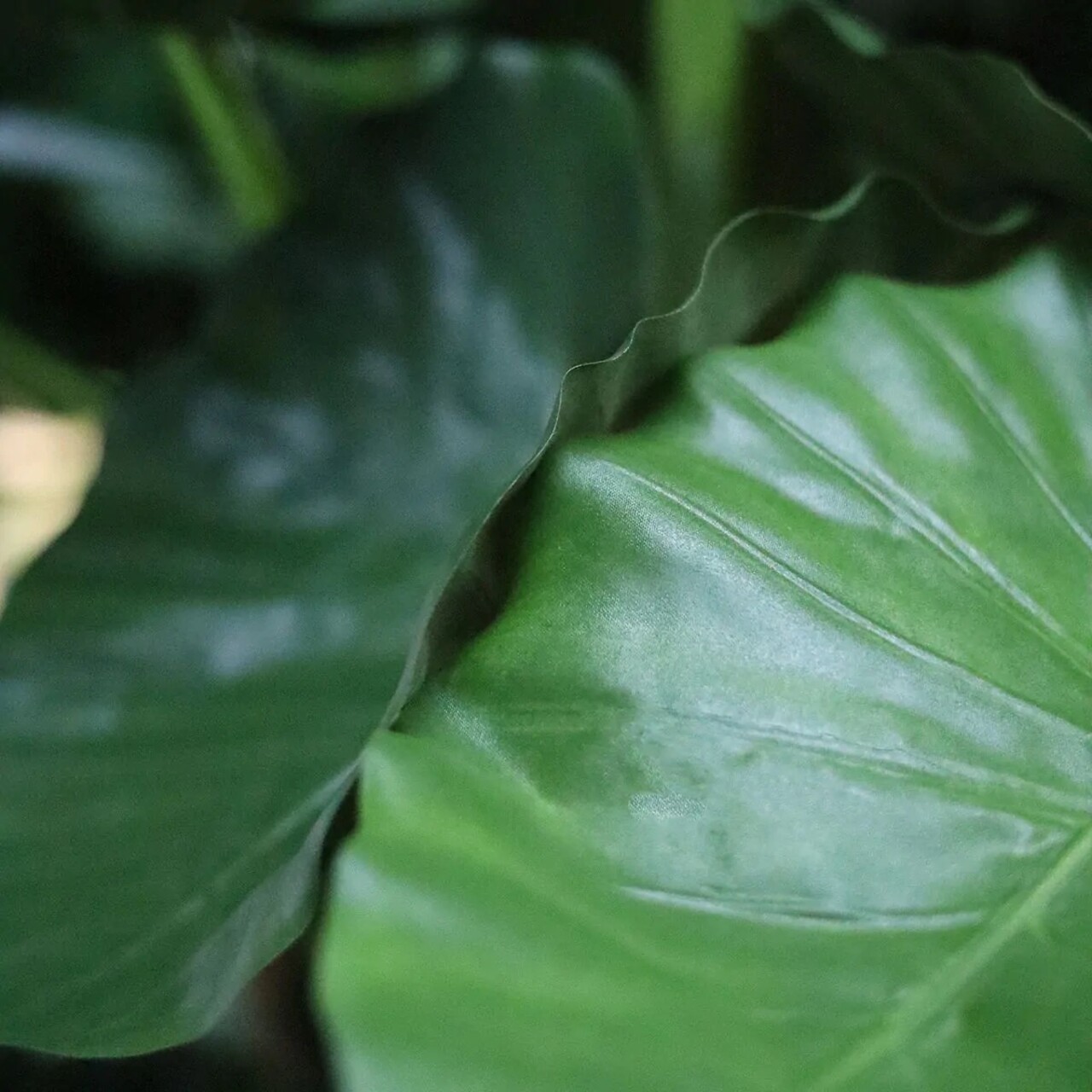 Alocasia Calidora deluxe kunstplant 170cm FR