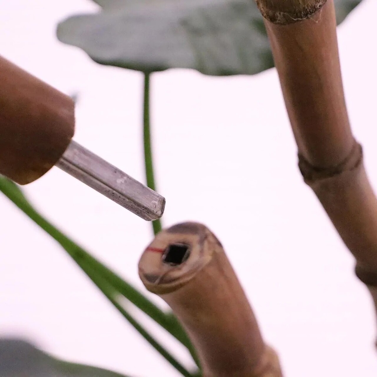 Alocasia Calidora deluxe kunstplant 170cm FR