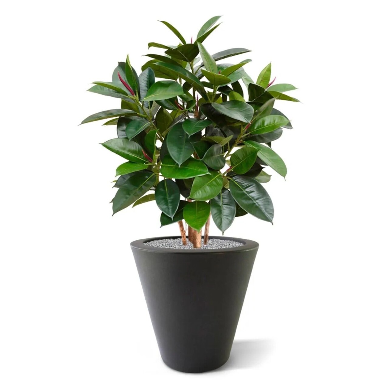 Elastica Robusta kunstplant 90cm - FR - brandvertragend
