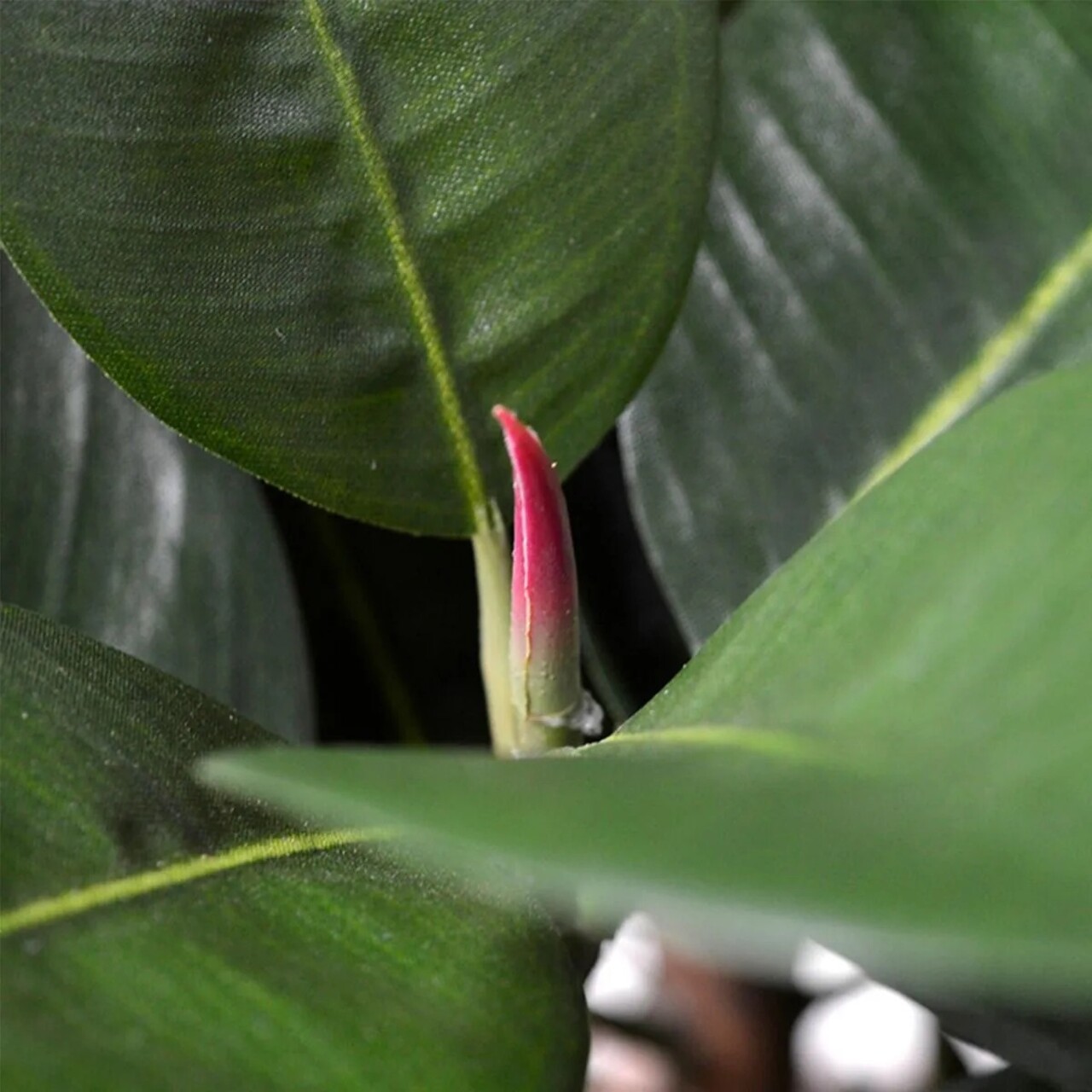 Elastica Robusta kunstplant 90cm - FR - brandvertragend