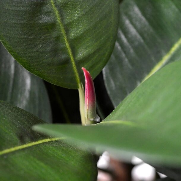 Elastica Robusta kunstplant 90cm - FR - brandvertragend