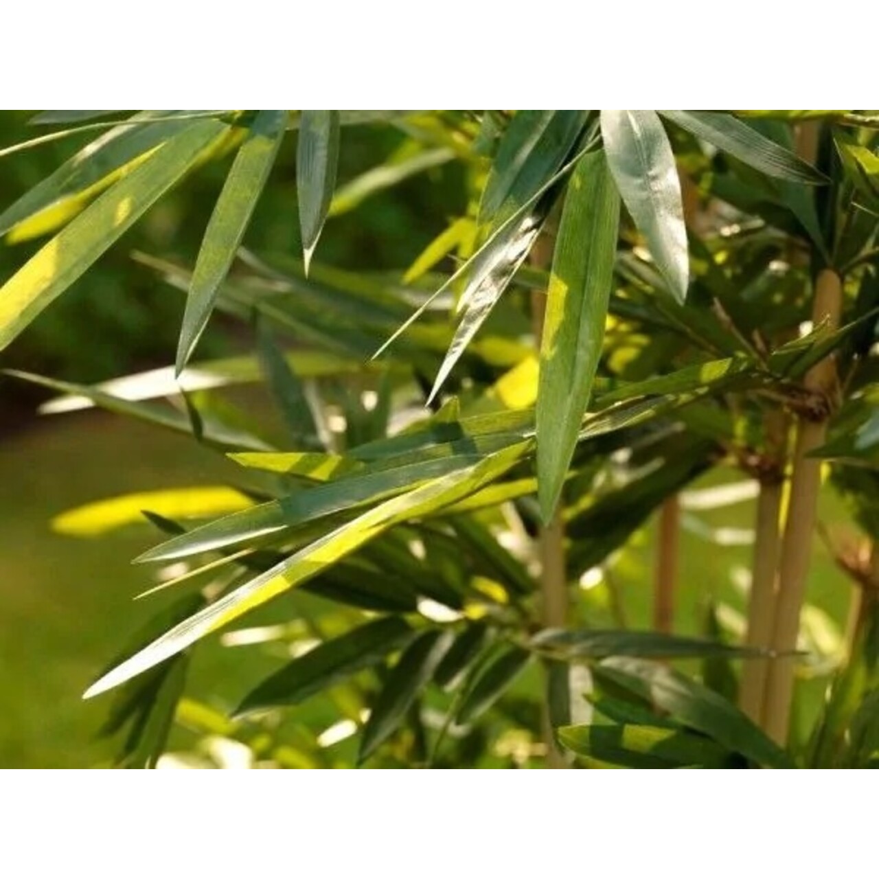 Bamboe kunstplant 150cm - FR - brandvertragend