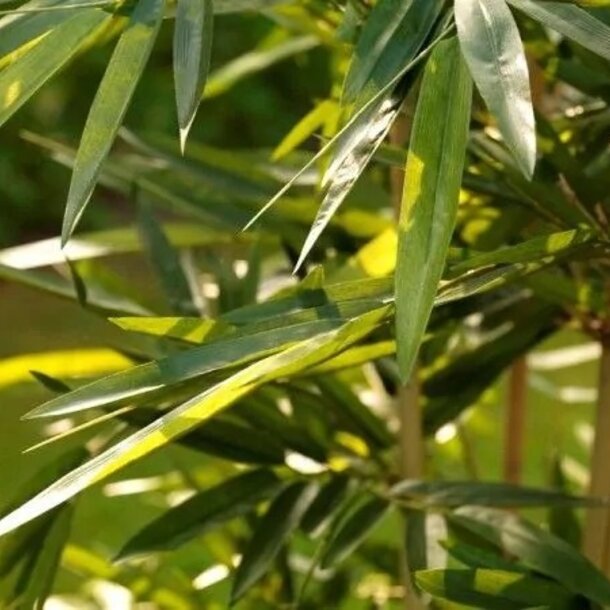 Bamboe kunstplant 150cm - FR - brandvertragend