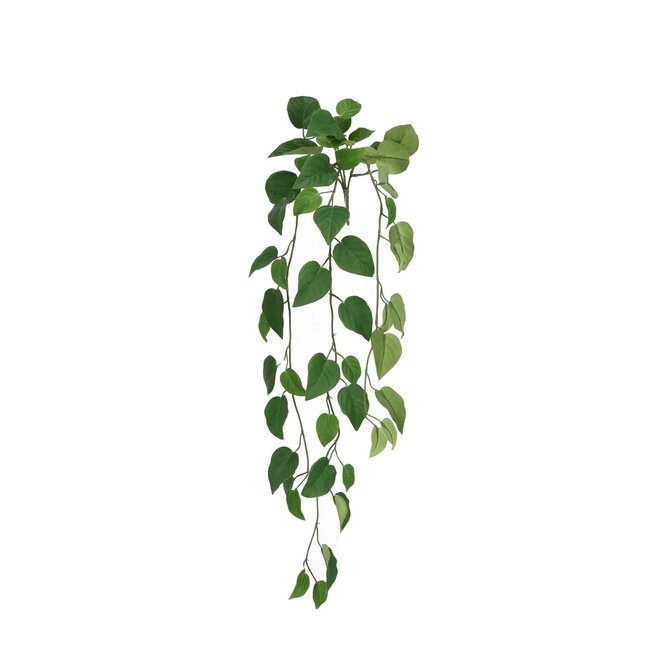 Philodendron hangplant 85cm FR