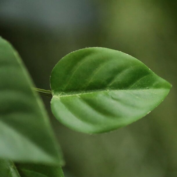 Philodendron hangplant 85cm FR