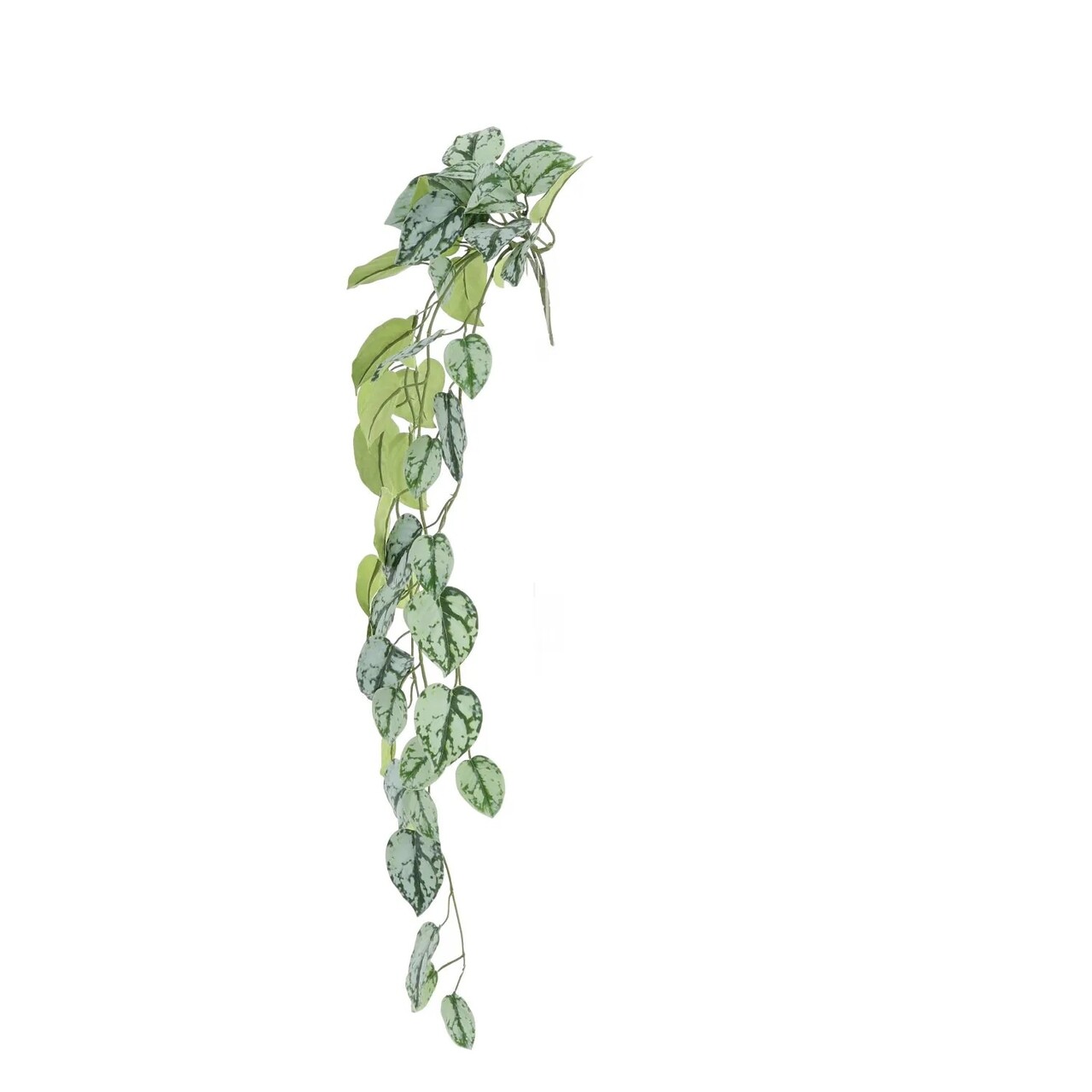 Scindapsus Trebie Hanger 85cm FR
