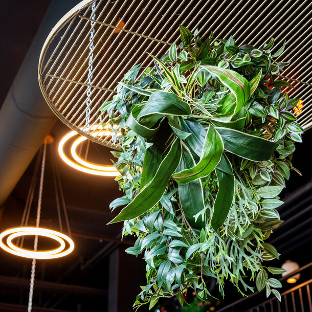 High-end custom planten-plafond FR