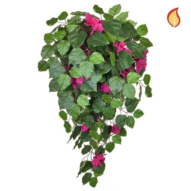 Bougainvillea rose 100 cm FR