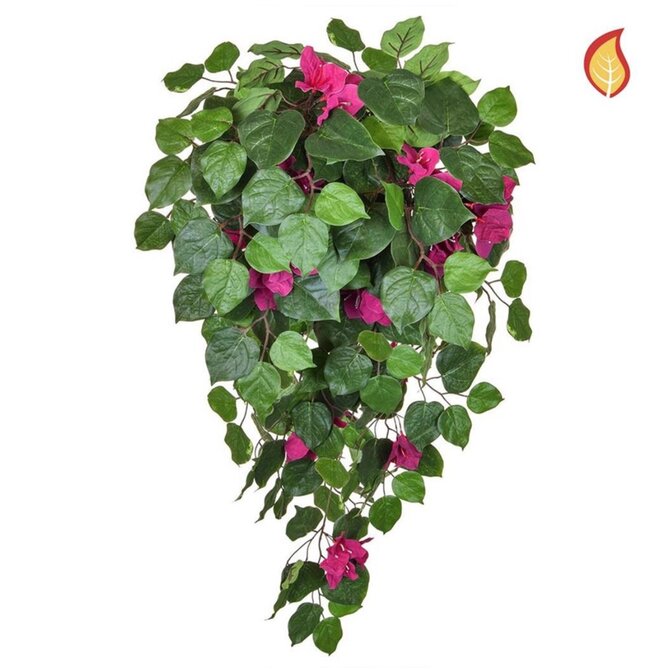 Bougainvillea rose 100 cm FR