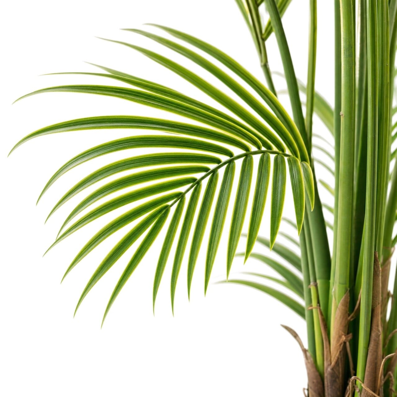 Areca kunstpalm 180 cm – brandvertragend & UV-bestendig