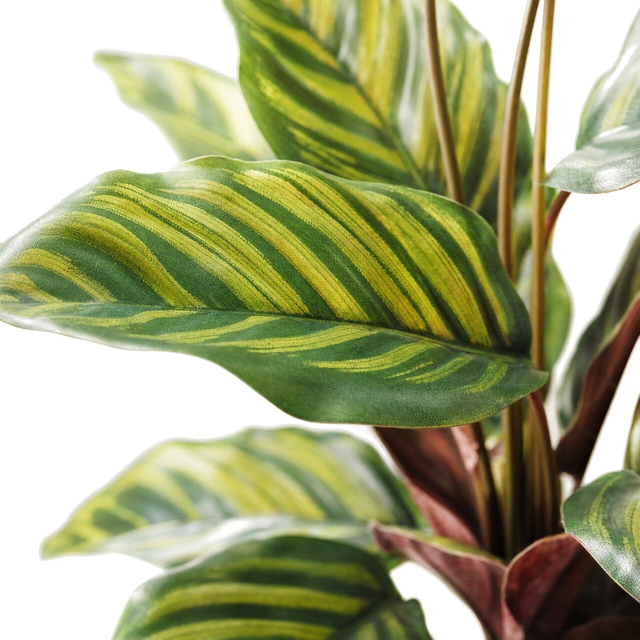 Calathea Makoyana kunstplant 58 cm – brandvertragend