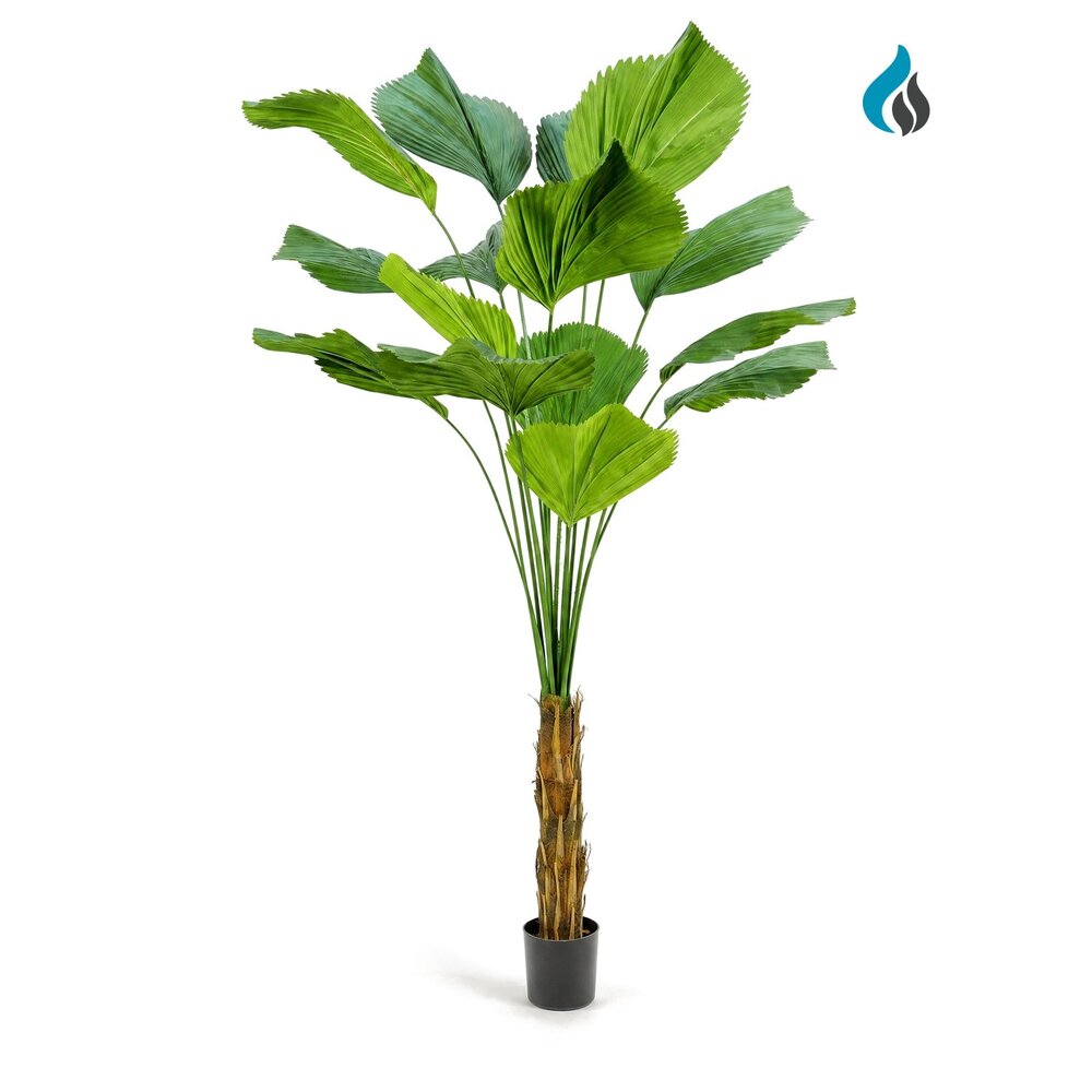 Coolplant Licuala Grandis kunstpalm 200 cm – brandvertragend