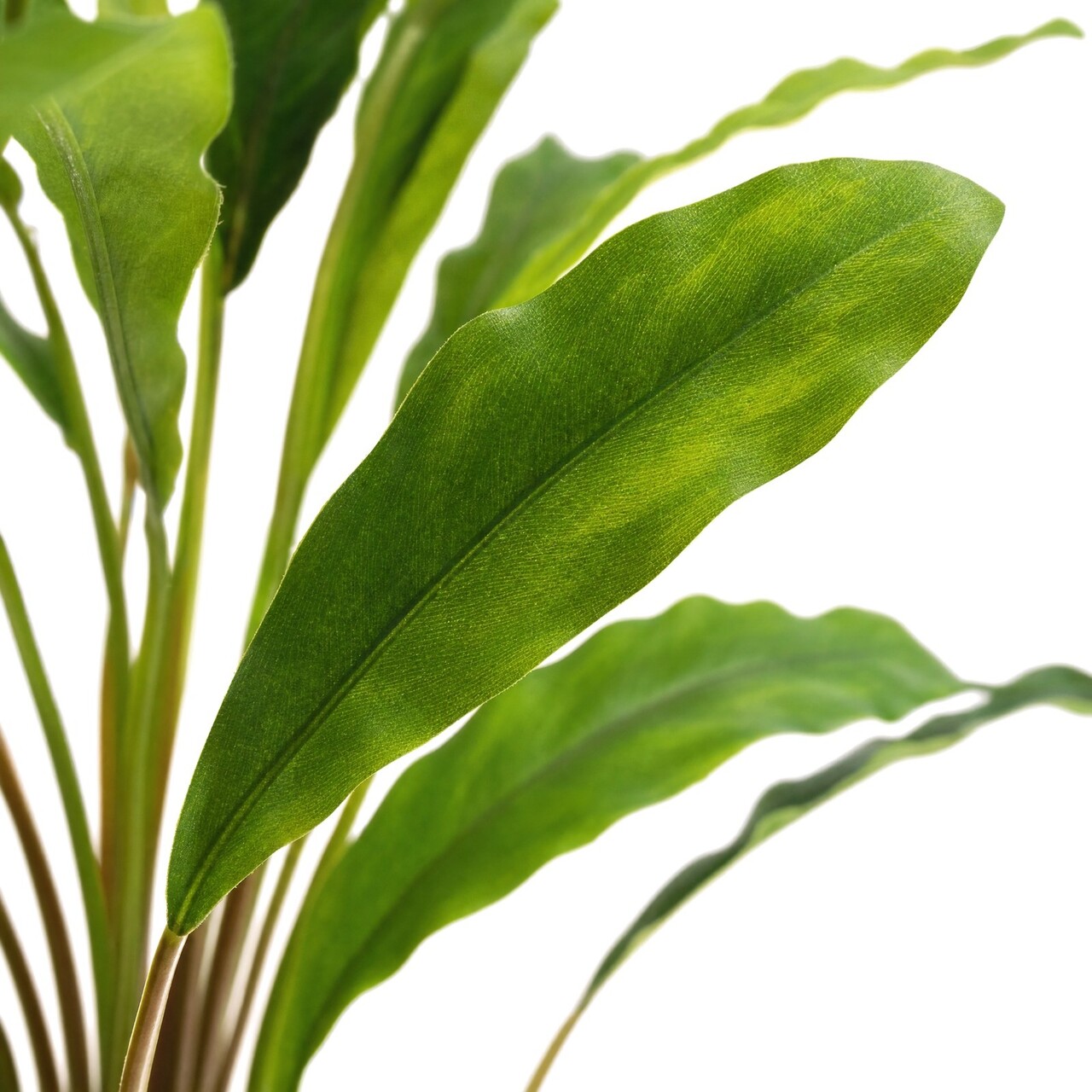Calathea kunstplant 77 cm – brandvertragend