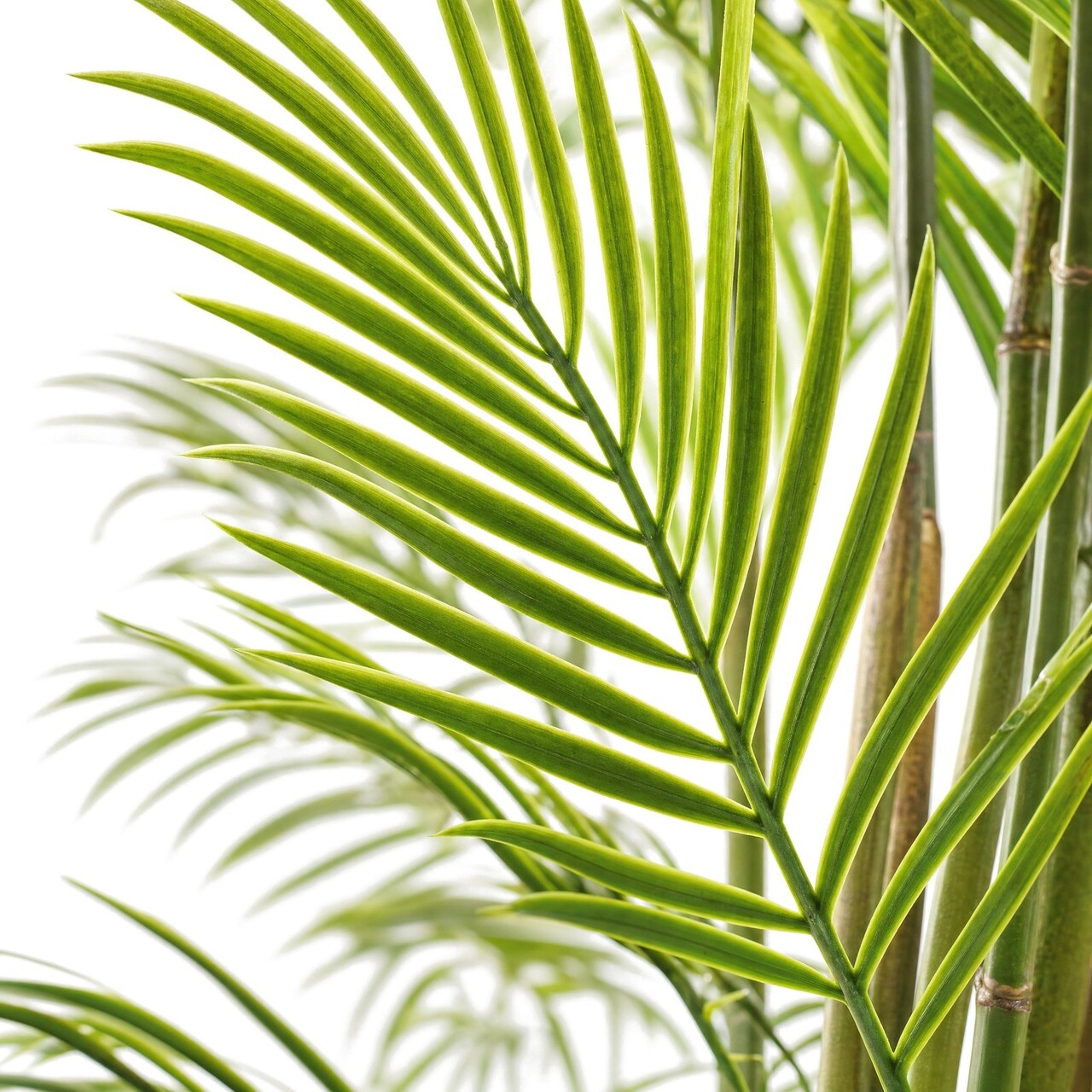 Areca kunstpalm 240 cm – brandvertragend