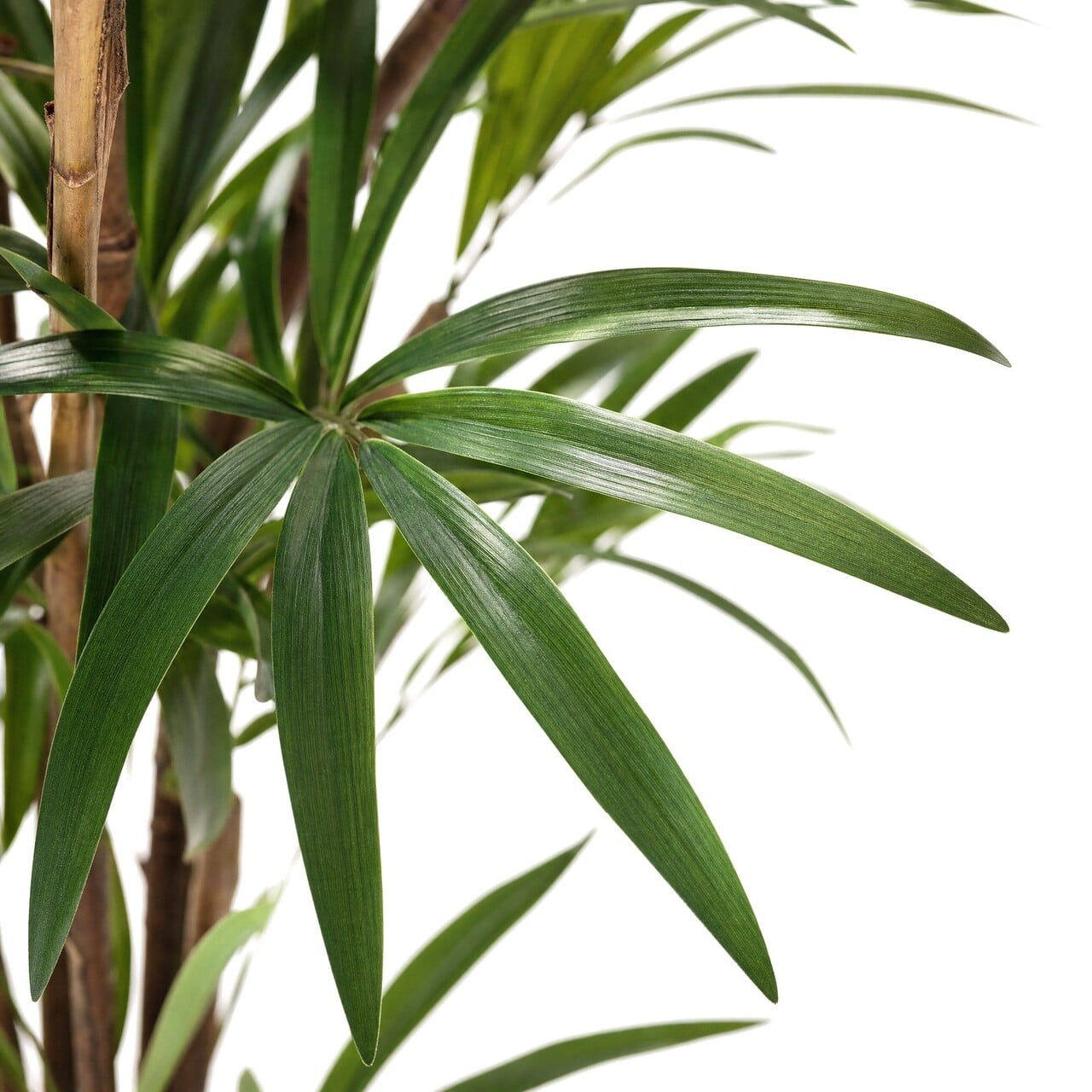Raphis kunstpalm deluxe 160 cm – brandvertragend