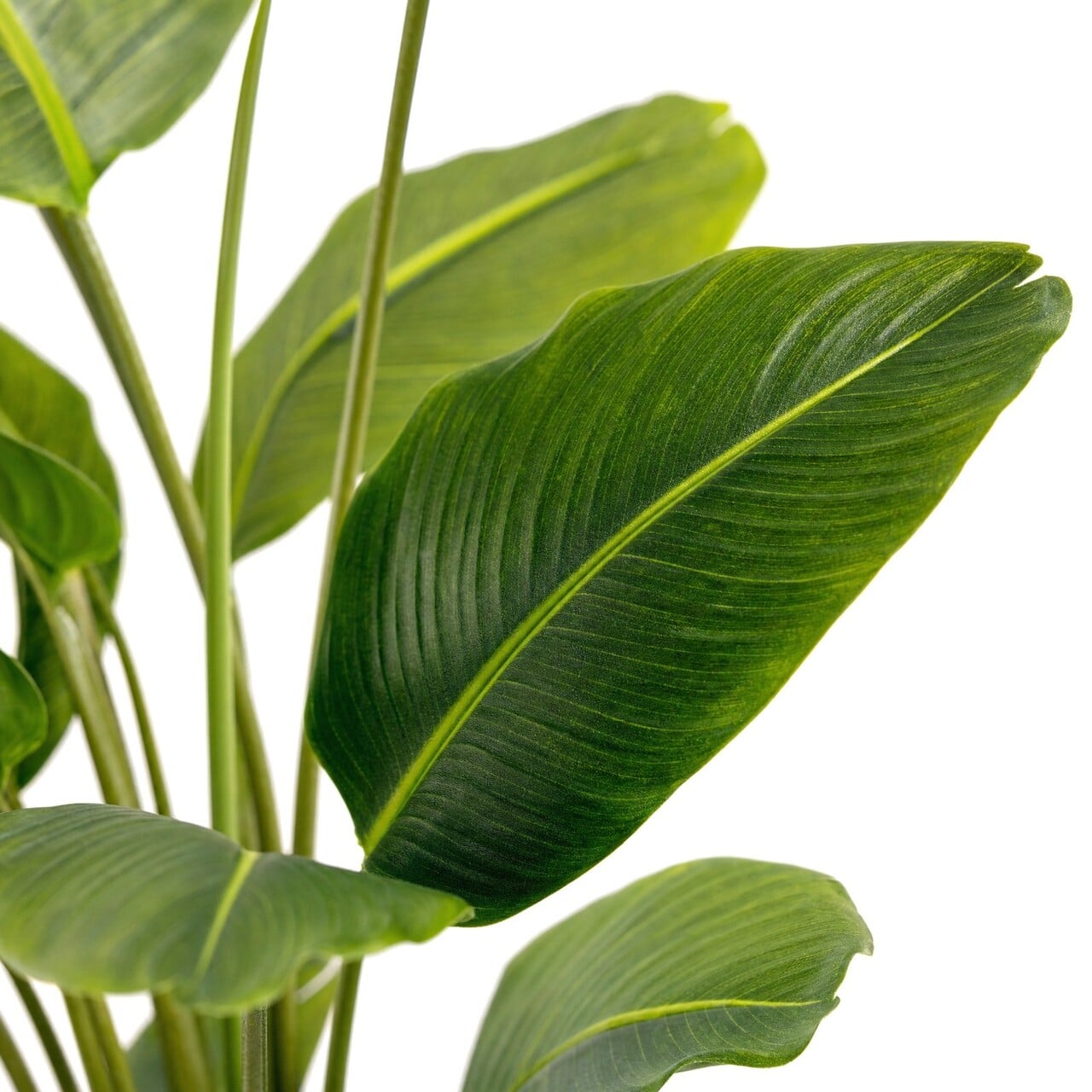 Strelitzia Kunstpflanze 240 cm – schwer entflammbar