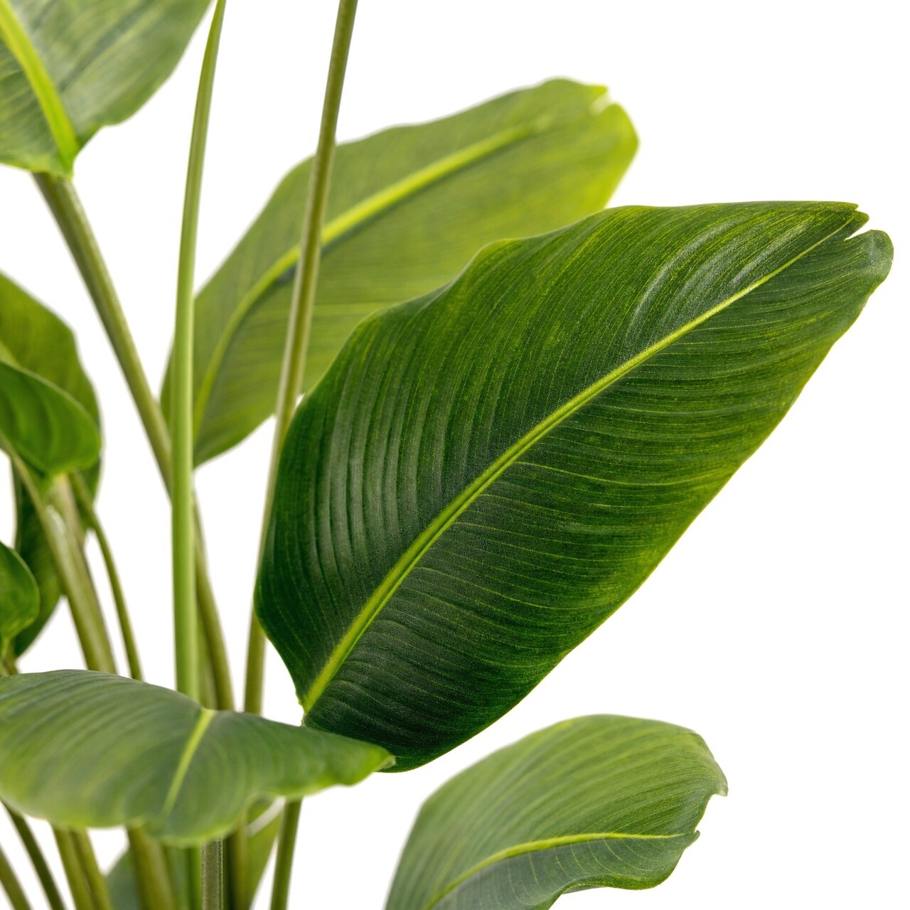 Strelitzia kunstplant 240 cm – brandvertragend