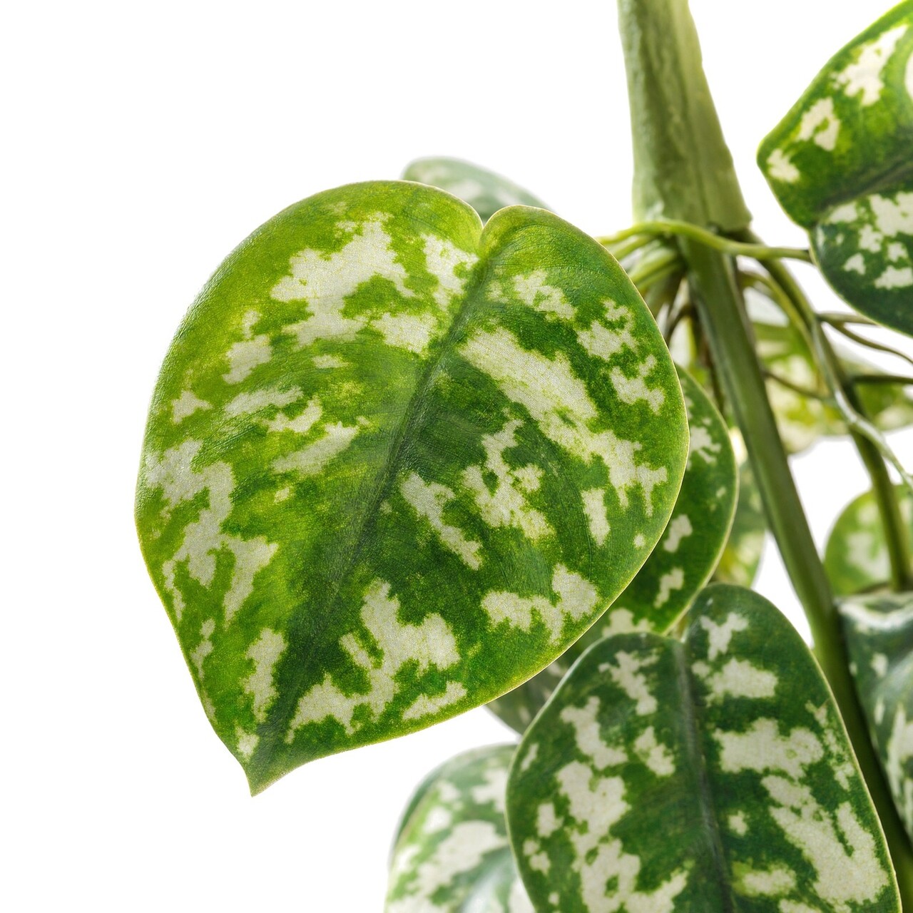 Scindapsus kunsthangplant 70 cm – brandvertragend