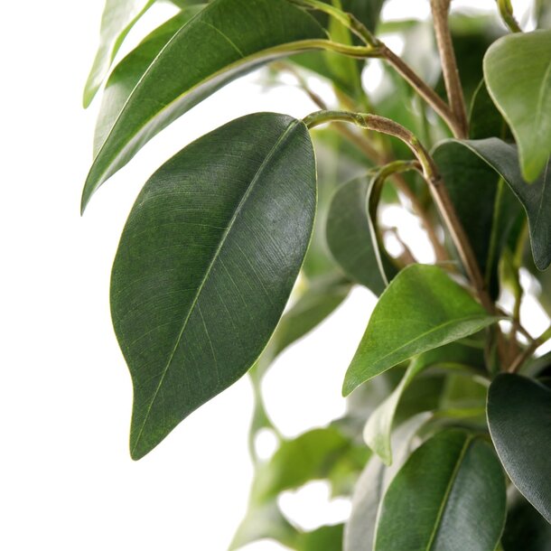 Ficus Exotica kunstboom deluxe 150 cm – brandvertragend
