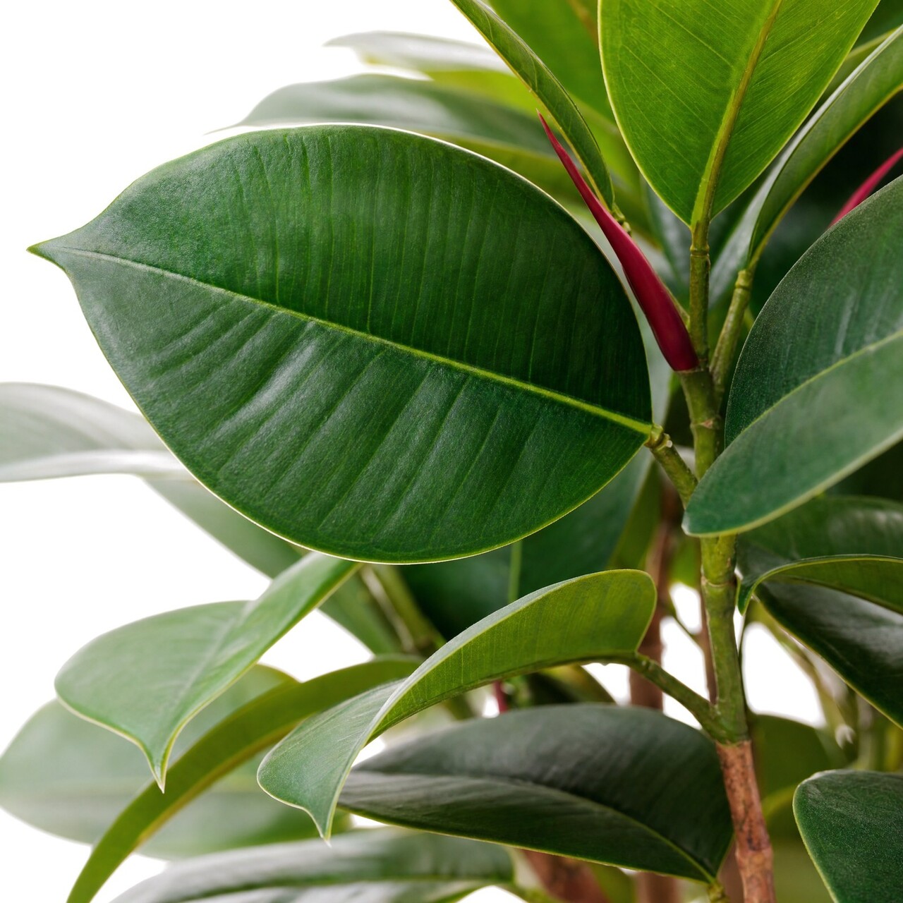 Ficus Elastica Robusta kunstplant 85 cm – brandvertragend