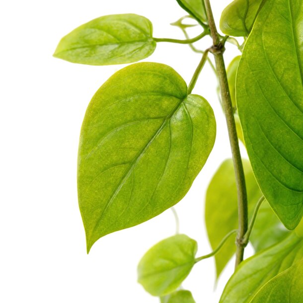 Pothos kunstslinger groen 182 cm – brandvertragend