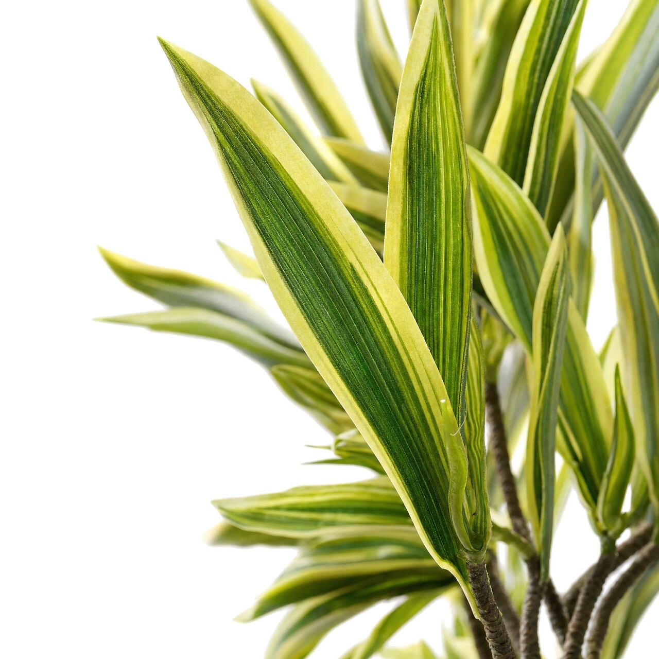 Dracaena kunsttak bont 85 cm – brandvertragend
