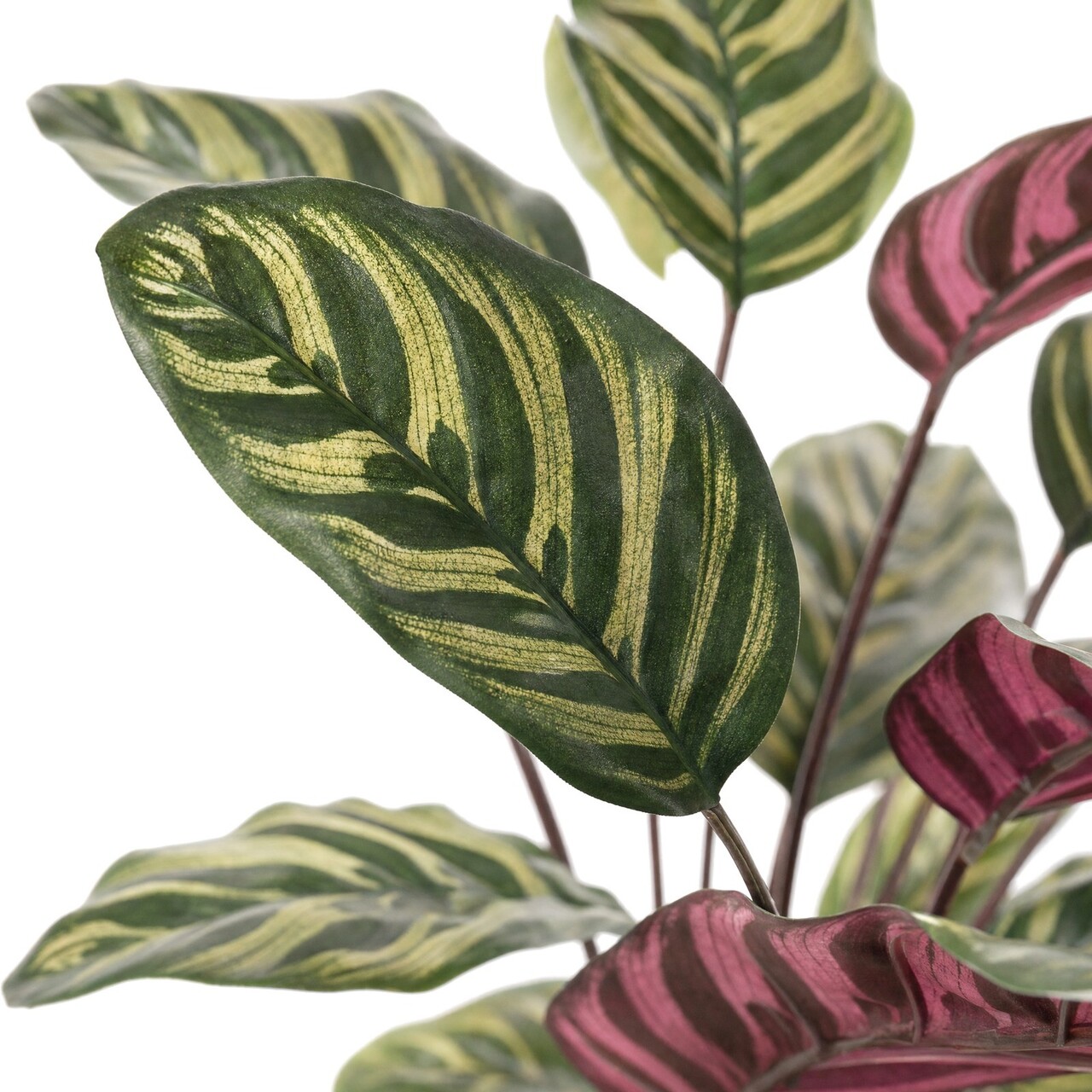 Calathea Makoyana kunstboeket rood 60 cm – brandvertragend